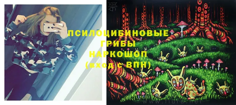 Галлюциногенные грибы Psilocybine cubensis  как найти закладки  Гусев 